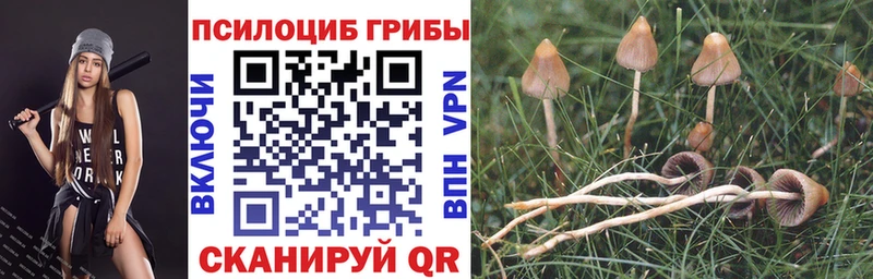 Галлюциногенные грибы Cubensis  Шебекино 